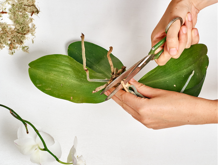Les racines aériennes d'une orchidée : les couper ou les laisser ?