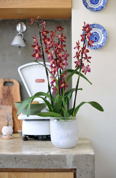 DIY huisspray met geurende orchideeën