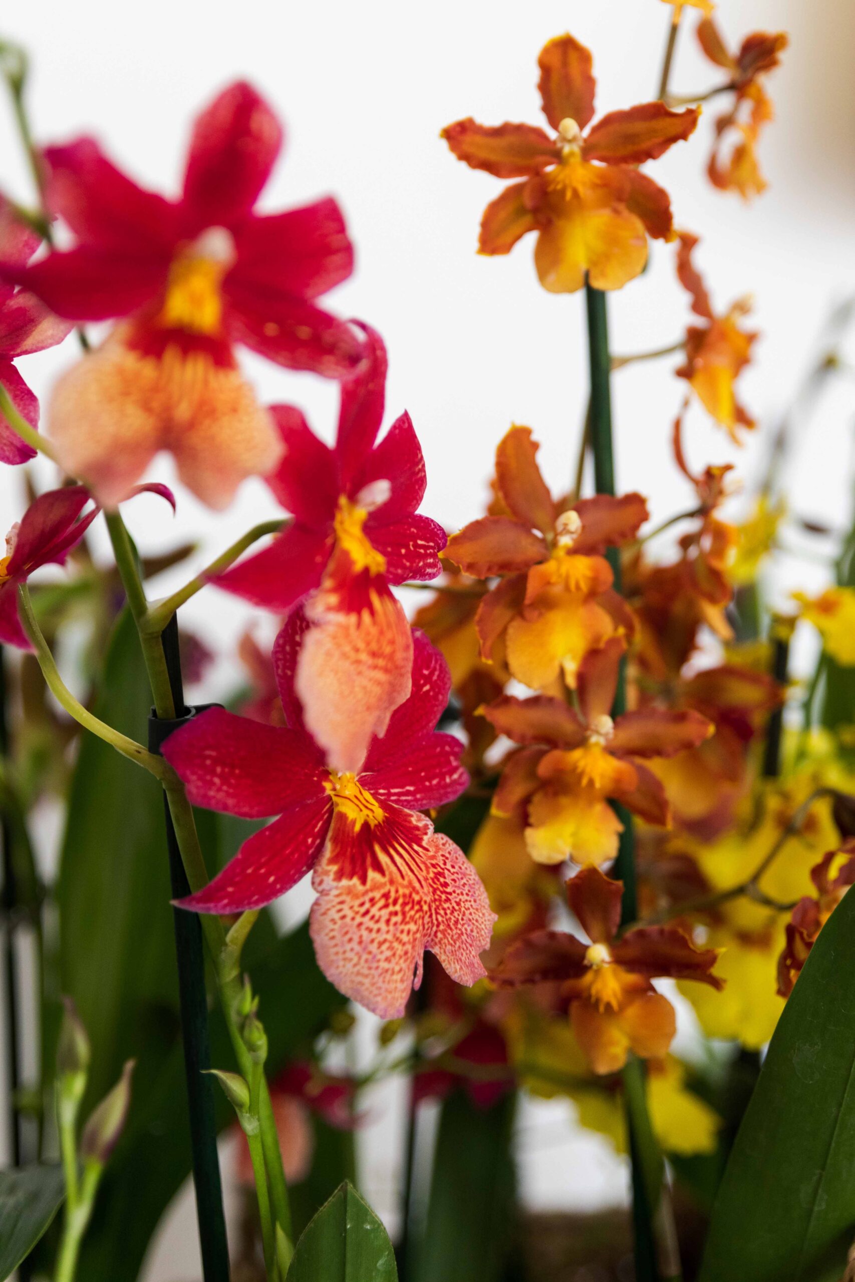 DIY-Hausspray mit duftenden Orchideen
