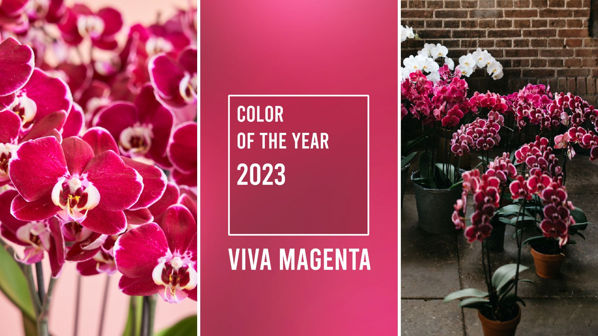 Pantone color of the year Viva Magenta