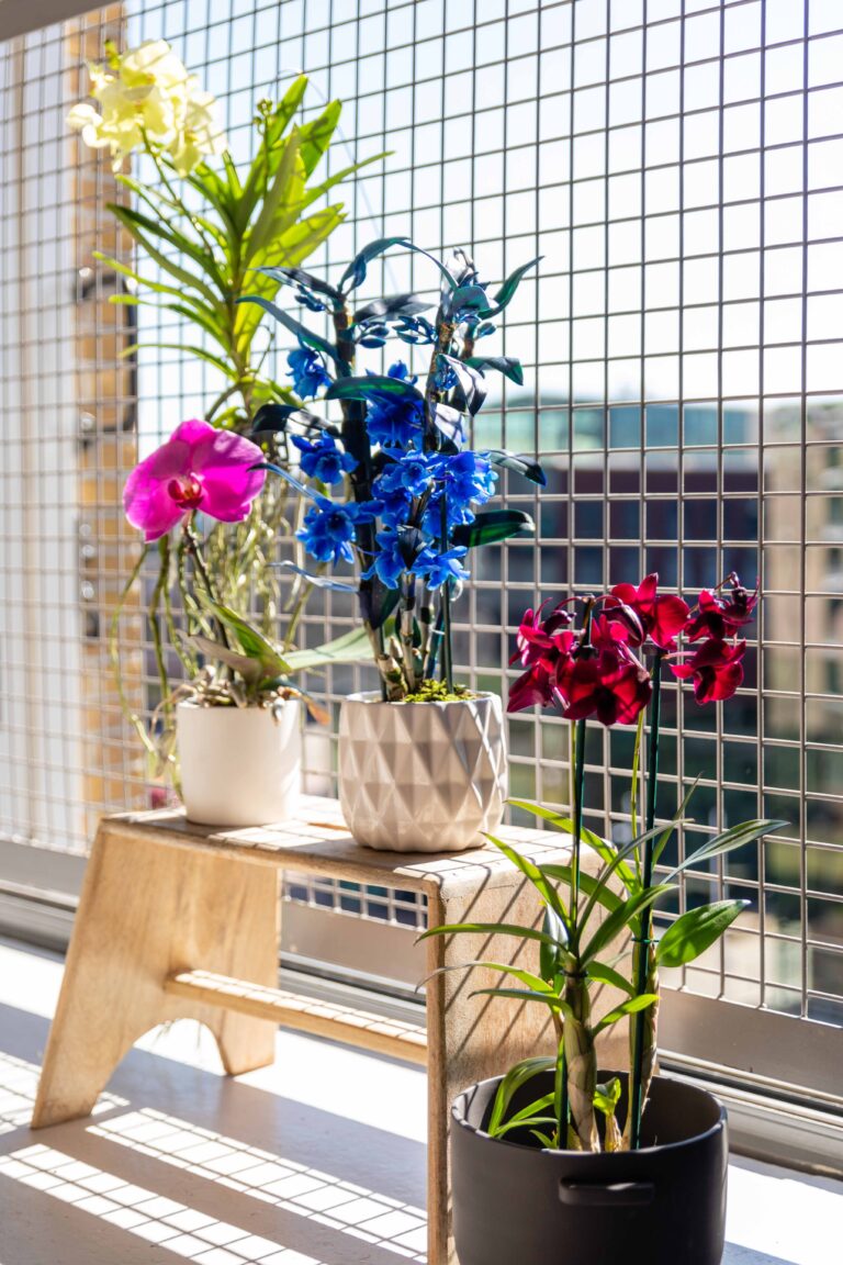 This is the secret of blue orchids