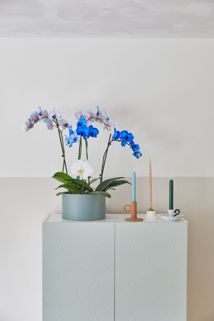 Het geheim van blauwe orchideeën