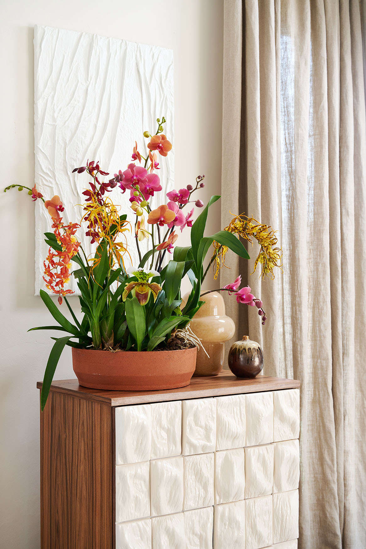 Orchid: beauty that lasts