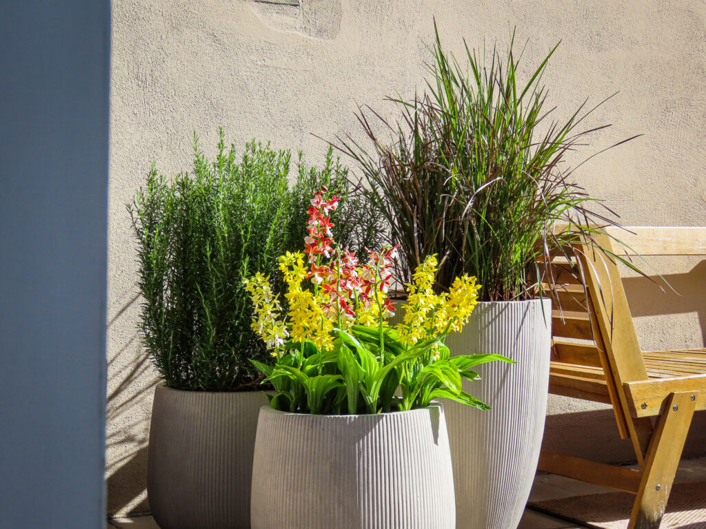 Geef je tuin een upgrade met tuinorchideeën