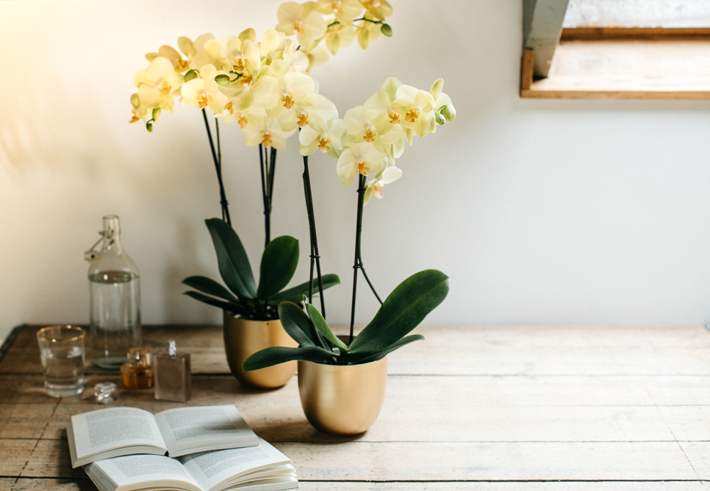 Que faire si une orchidée a des feuilles jaunes ?