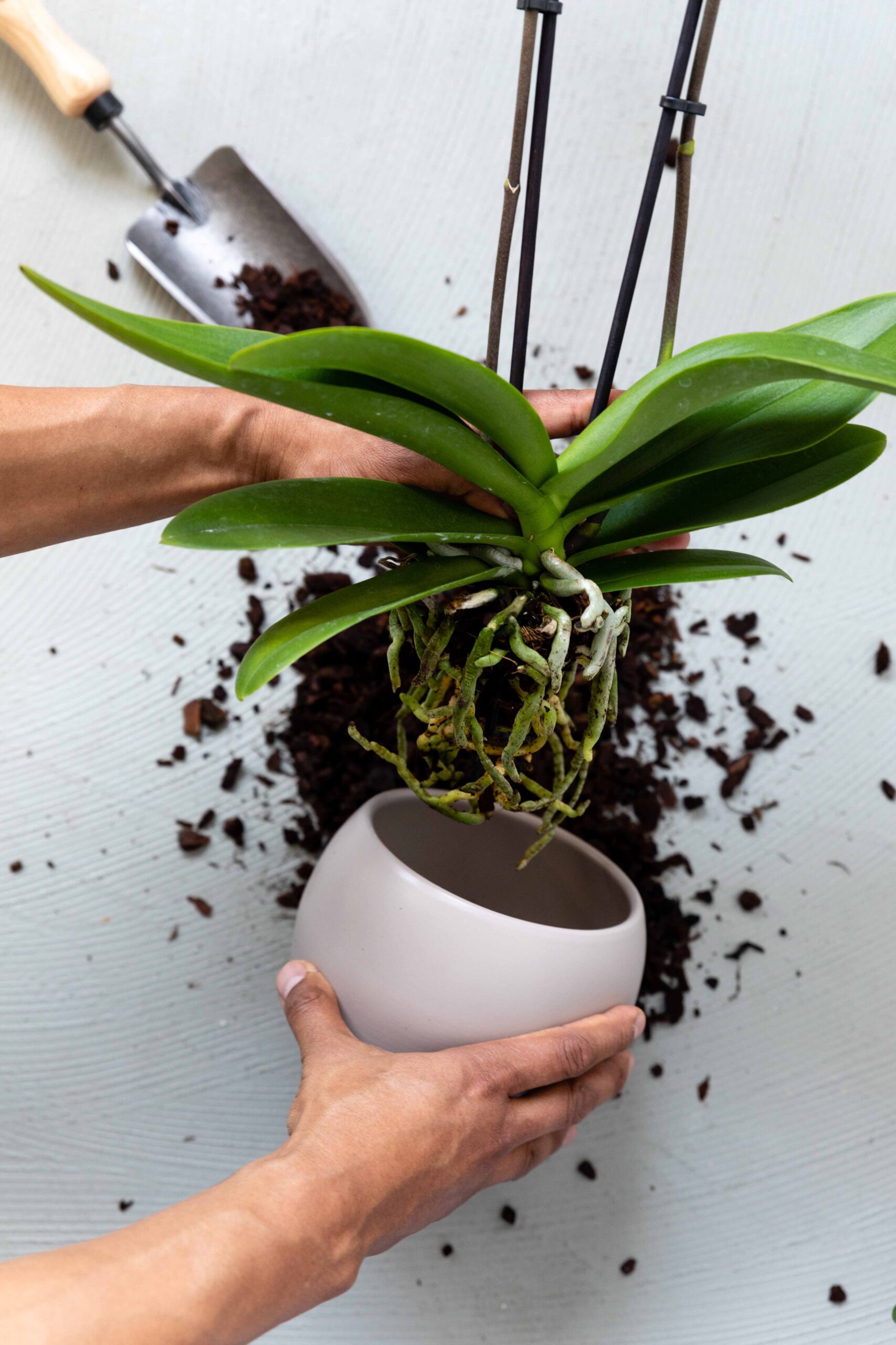 Can I repot my orchid? A few tips and tricks