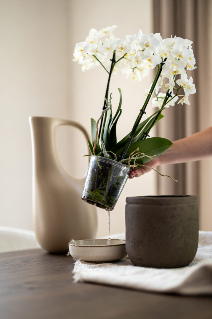 4 tips to keep your orchid blooming for as long as possible