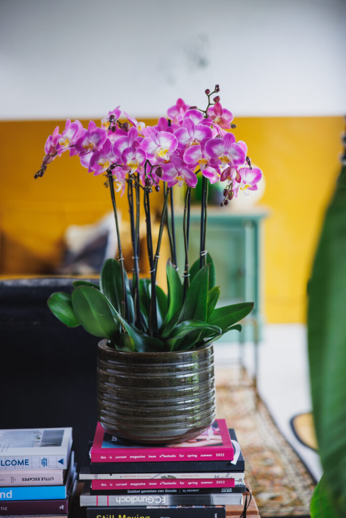 A warm winter with longlasting colourful orchids