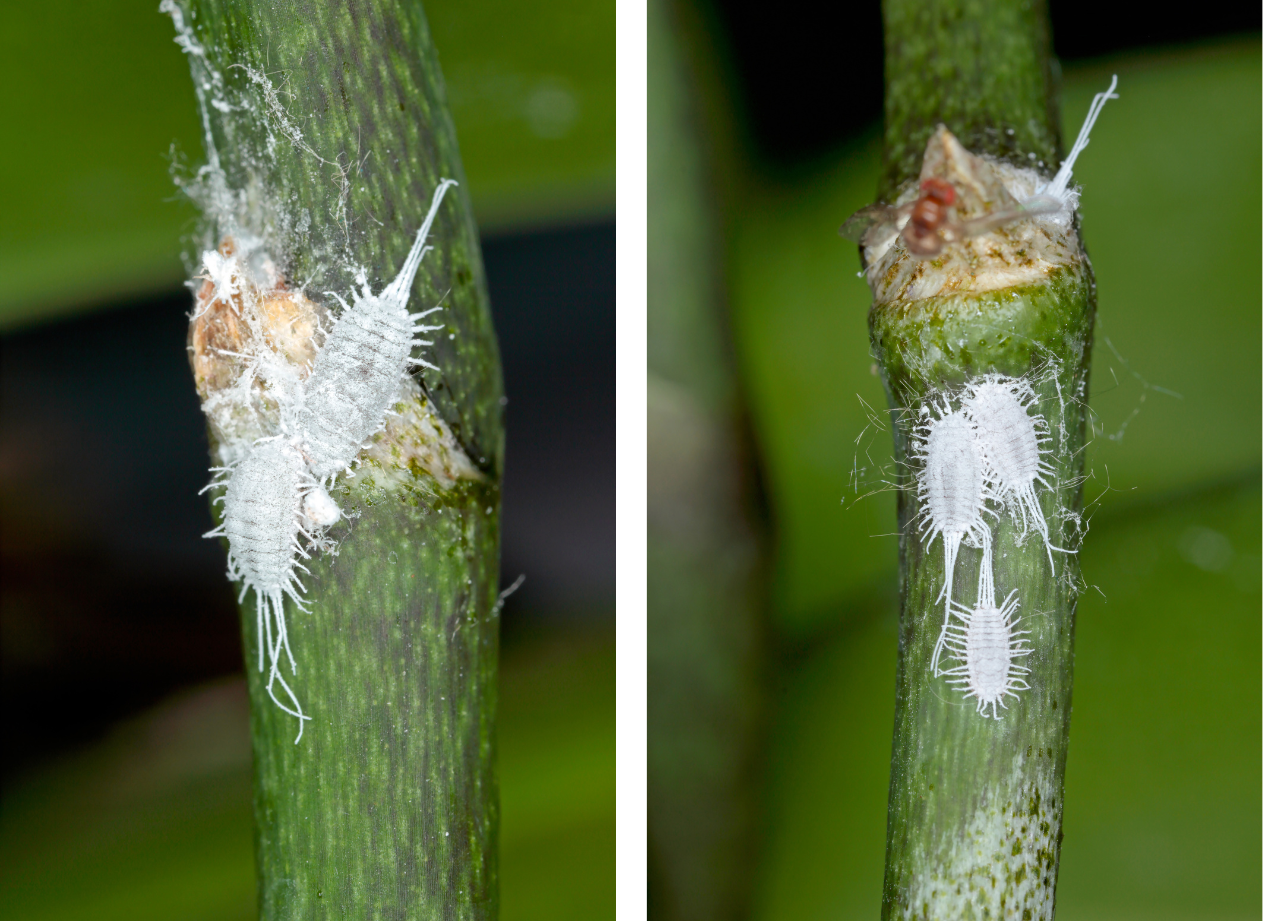 Que faire d'une orchidée avec des cochenilles ?