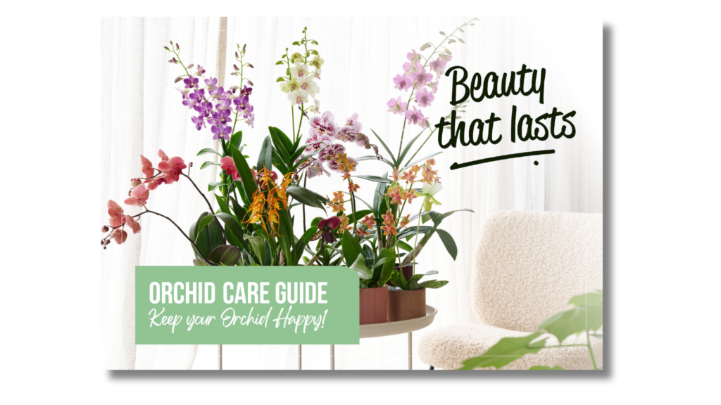 Care | Orchids Info