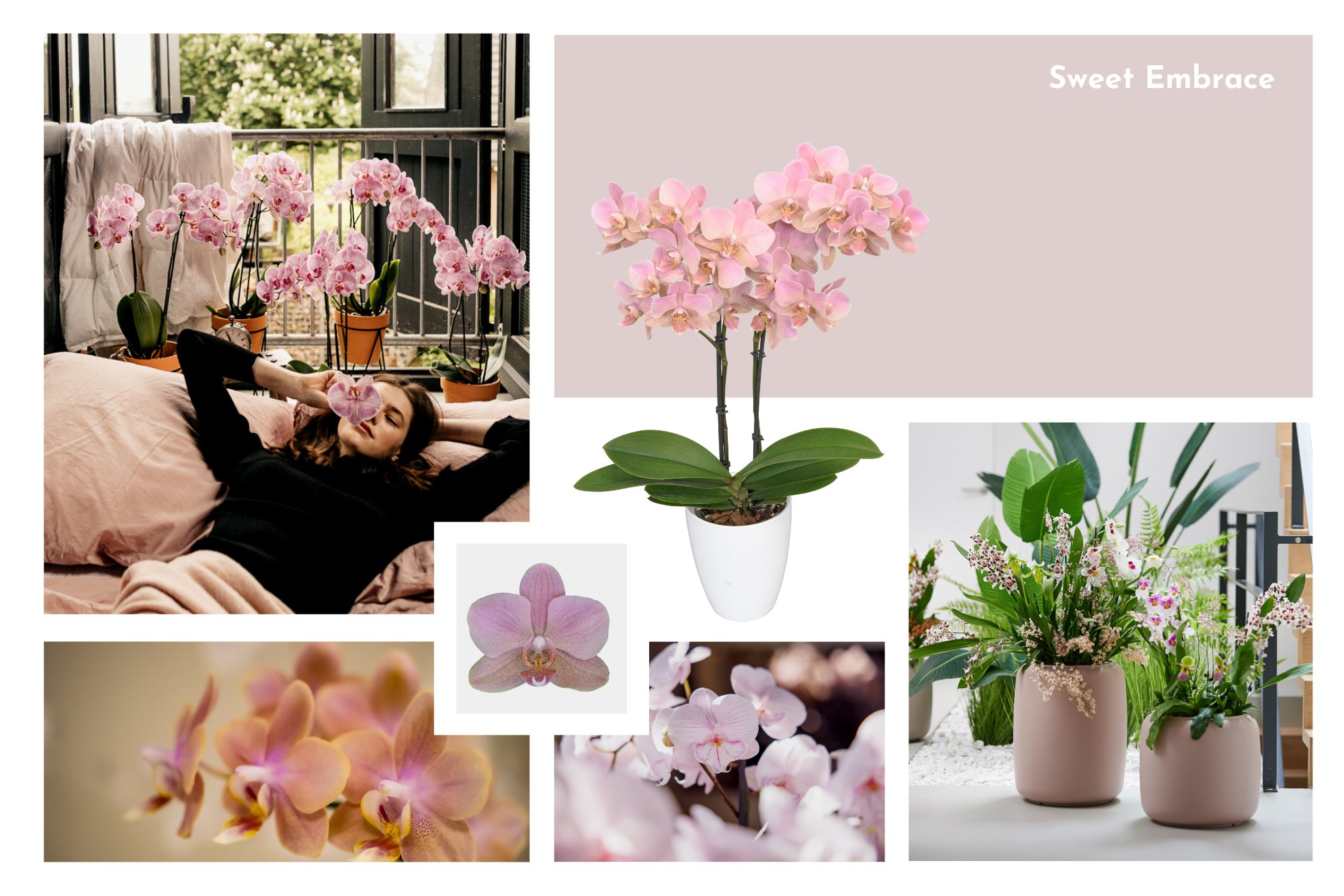So verarbeitet man Orchideen gemäß der letzten Trends im Interieur