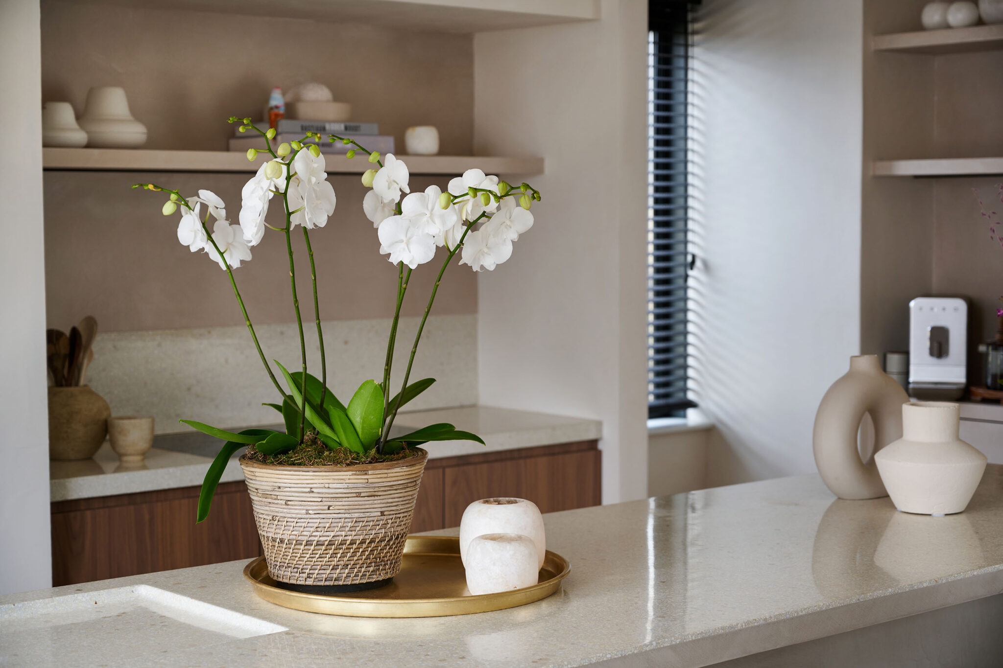 Orchid winter care tips how to keep your orchids fit and vital