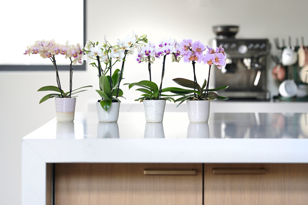 Decorate your coffee corner with matching orchids